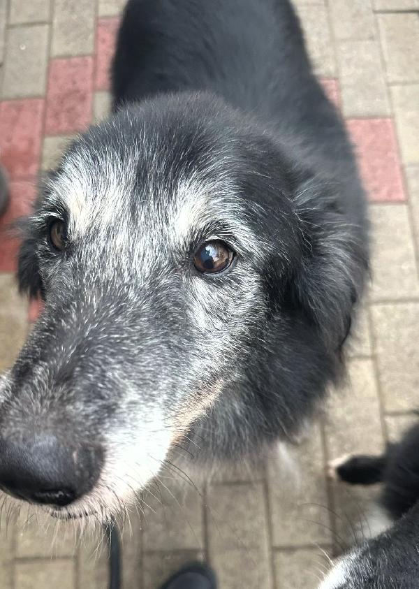 RINGO BELLISSIMO COLLIE Foto 8